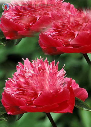Piwonia 'Kelway's Brilliant' (Paeonia lactiflora) pojemnik C2 (doniczka okrągła 2 litry), czerwone / w odcieniu czerwonym