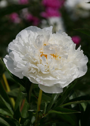 Piwonia 'Kelway's Glorious' (Paeonia lactiflora) sadzonka 5+ oczek, białe / w odcieniu białym