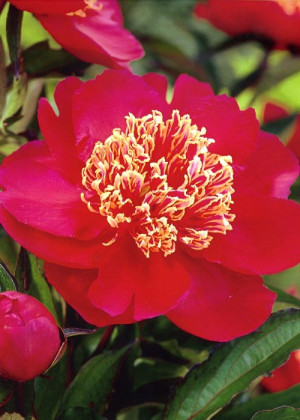 Piwonia 'Ursyn Niemcewicz' (Paeonia lactiflora) sadzonka 5+ oczek, czerwone / w odcieniu czerwonym, kwiaty dwubarwne