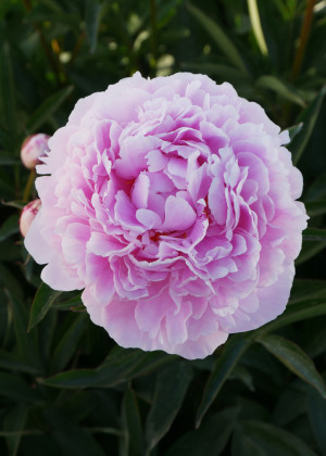 Piwonia 'Sarah Bernhardt' (Paeonia lactiflora) pojemnik P11 (doniczka 11X11X12cm); 1 szt., różowe / w odcieniu różowym