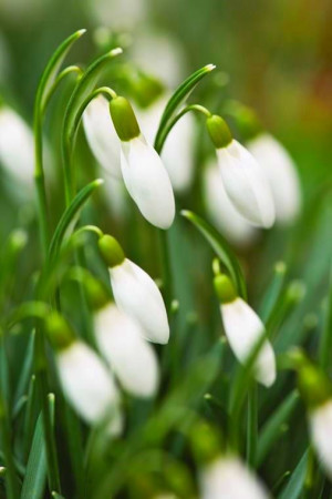 Przebiśnieg Elvesii () pojemnik P9 (doniczka 9x9x10cm) 3 cebule, białe / w odcieniu białym