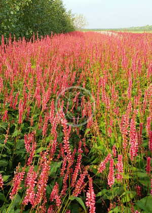 Rdest wężownik 'Orange Field' (Persicaria bistorta) sadzonka korzeniowa, różowe / w odcieniu różowym