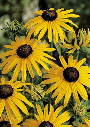 Rudbekia 'Goldsturm' (Rudbeckia fulgida) sadzonka korzeniowa, żółte / w odcieniu żółtym