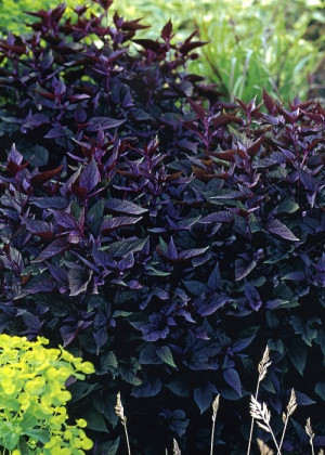 Sadziec pomarszczony 'Chocolate' (Eupatorium rugosum) pojemnik P2 (doniczka kwadratowa 2l), białe / w odcieniu białym
