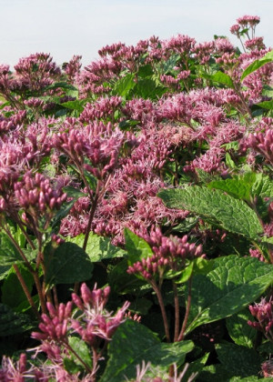 Sadziec plamisty 'Red Dwarf' (Eupatorium maculatum) sadzonka korzeniowa, różowe / w odcieniu różowym, fioletowe / w odcieniu fioletowym