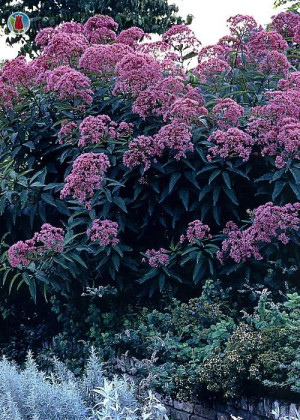 Sadziec plamisty 'Atropurpureum' (Eupatorium maculatum) sadzonka korzeniowa, czerwone / w odcieniu czerwonym, fioletowe / w odcieniu fioletowym