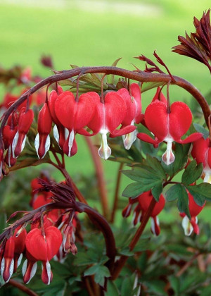 Serduszka okazałe 'Valentine' (Dicentra spectabilis) sadzonka korzeniowa, czerwone / w odcieniu czerwonym
