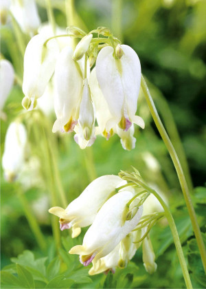 Serduszka piękne 'Aurora' (Dicentra formosa) sadzonka korzeniowa, białe / w odcieniu białym