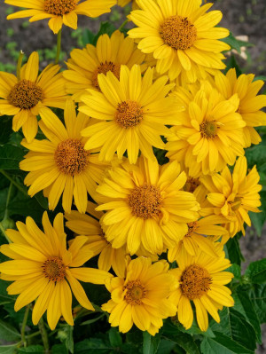 Słoneczniczek (Heliopsis helianthoides) sadzonka korzeniowa, żółte / w odcieniu żółtym