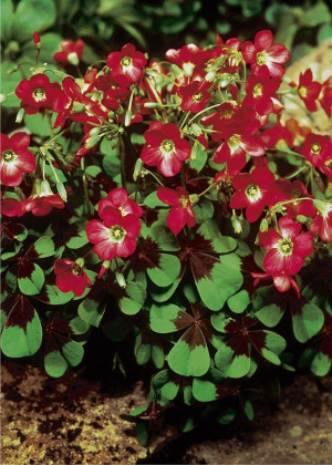 Szczawik Deppego 'Iron Cross' (Oxalis deppei) pojemnik P11 (doniczka 11x11x12cm) 3 szt., czerwone / w odcieniu czerwonym