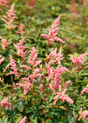 Tawułka Arendsa 'Bressingham Beauty' (Astilbe xarendsii) sadzonka korzeniowa, różowe / w odcieniu różowym