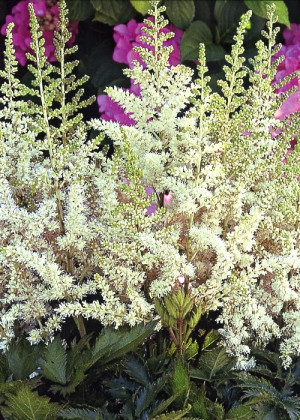 Tawułka japońska 'Washington' (Astilbe japonica) pojemnik P13 (doniczka 13x13x13cm), białe / w odcieniu białym