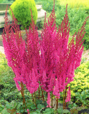 Tawułka chińska 'Purpurkerze' (Astilbe chinensis) pojemnik P9 (doniczka 9x9x10cm), fioletowe / w odcieniu fioletowym