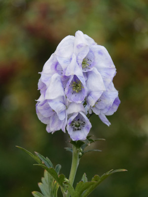 Tojad Carmichaela 'Cloudy' (Aconitum carmichaelii) sadzonka korzeniowa, kwiaty dwubarwne