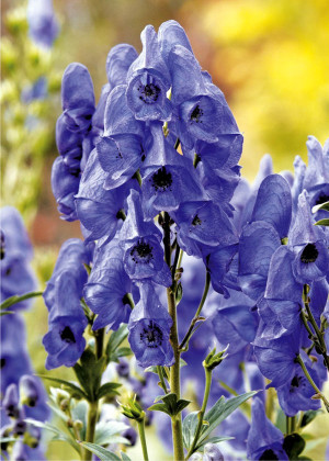 Tojad Carmichaela 'Arendsi' (Aconitum carmichaelii) pojemnik P9 (doniczka 9x9x10cm), niebieskie / w odcieniu niebieskim