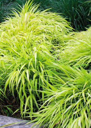 Hakonechloa smukła 'All Gold' (Hakonechloa macra) pojemnik P9 (doniczka 9x9x10cm),