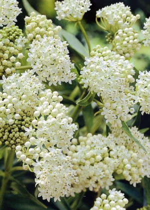 Trojeść 'Ice Ballet' (Asclepias incarnata) pojemnik P11 (doniczka 11X11X12cm); 1 szt., białe / w odcieniu białym