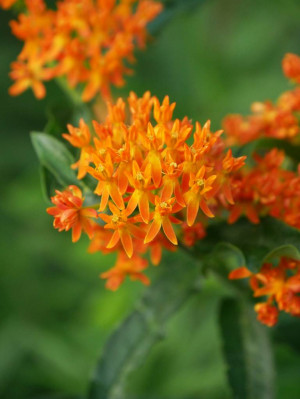 Trojeść pomarańczowa (Asclepias tuberosa) pojemnik p0.8 (pojemnik kwadratowy 0.8l), pomarańczowe / w odcieniu pomarańczowym