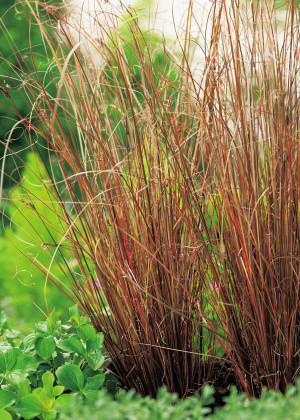 Turzyca Buchanana 'Red Rooster' (Carex buchananii) pojemnik P9 (doniczka 9x9x10cm),