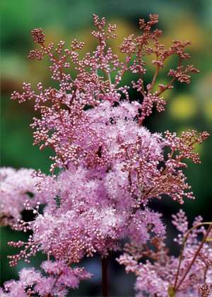 Wiązówka czerwona 'Venusta' (Filipendula rubra) sadzonka korzeniowa, różowe / w odcieniu różowym