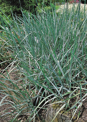 Wydmuchrzyca piaskowa (Leymus arenarius) pojemnik P9 (doniczka 9x9x10cm),