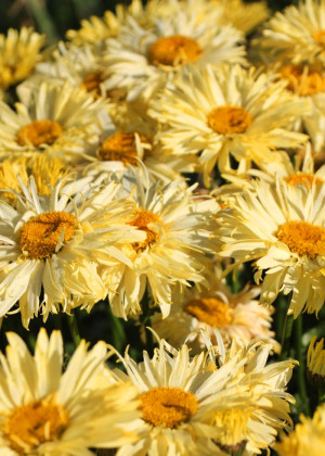 Złocień 'Goldfinch' (Leucanthemum x superbum) pojemnik C2 (doniczka okrągła 2 litrowa),