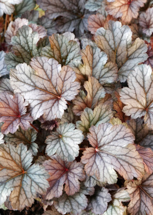 Żurawka 'Milan' (Heuchera) pojemnik C2 (doniczka okrągła 2 litry), różowe / w odcieniu różowym