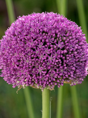 Czosnek ozdobny 'Ambassador' (Allium) pojemnik P15 (15x15x15cm); 1 szt., niebieskie / w odcieniu niebieskim