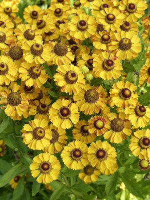 Dzielżan ogrodowy 'Sonnenkringel' (Helenium ×hybridum hort) pojemnik P11 (doniczka 11X11X12cm); 1 szt., kwiaty dwubarwne