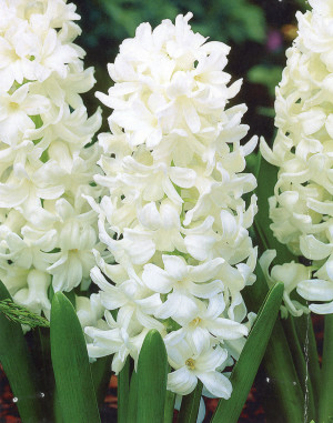 Hiacynt 'White Pearl' (Hyacinthus) pojemnik P9 (doniczka 9x9x10cm) 1 cebula, białe / w odcieniu białym
