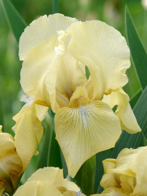 Irys miniaturowy 'Vanilla Ice Cream' (Iris pumila) sadzonka korzeniowa, żółte / w odcieniu żółtym