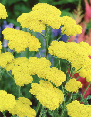 Krwawnik 'Moonshine' (Achillea millefolium) pojemnik P11 (doniczka 11x11x12), żółte / w odcieniu żółtym