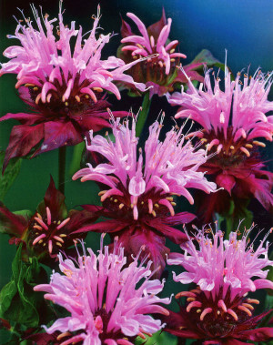 Pysznogłówka 'Beauty of Cobham' (Monarda didyma) pojemnik P13 (13x13x13cm), różowe / w odcieniu różowym