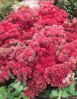 Rozchodnik karpacki 'Herbstfreude' (Sedum hybridum) sadzonka korzeniowa, różowe / w odcieniu różowym