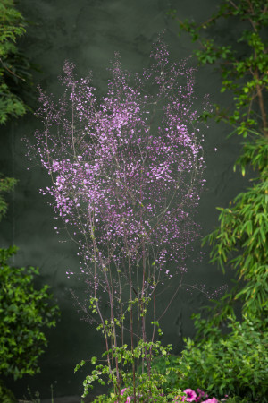 Rutewka Delavay'a 'Hewitt's Double' (Thalictrum delavayi) pojemnik P9 (doniczka 9x9x10cm), różowe / w odcieniu różowym