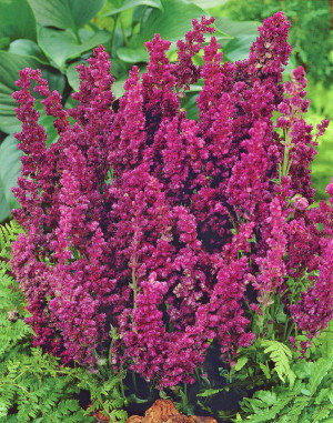 Szałwia omszona 'Plumosa' (Salvia nemorosa) pojemnik C2 (doniczka okrągła 2 litry), fioletowe / w odcieniu fioletowym