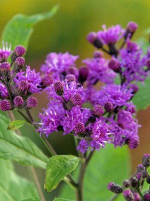 Wernonia włoścista 'Mammuth' (Vernonia crinita) pojemnik P9 (doniczka 9x9x10cm), fioletowe / w odcieniu fioletowym