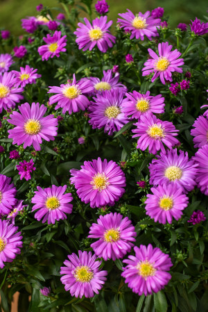 Aster bylinowy 'Wood's Pink' (Aster dumosus) pojemnik P11 (doniczka 11X11X12cm); 1 szt., różowe / w odcieniu różowym