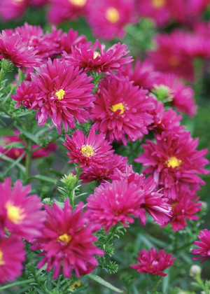 Aster krzaczasty 'Royal Ruby' (Aster dumosus) pojemnik P13 (doniczka 13x13x13 cm), czerwone / w odcieniu czerwonym