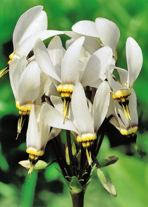 Bożykwiat 'Album' (Dodecatheon meadia) pojemnik P9 (doniczka 9x9x10cm), białe / w odcieniu białym