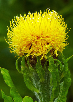 Chaber wielkogłówkowy (Centaurea macrocephala) sadzonka korzeniowa, 1 szt., żółte / w odcieniu żółtym