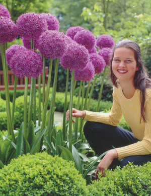 Czosnek 'Globemaster' (Allium) pojemnik P13 (doniczka 13x13x13cm), fioletowe / w odcieniu fioletowym