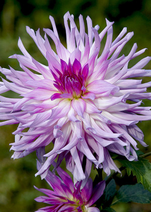 Dalia semikaktus 'Mingus Randy' (Dahlia) pojemnik C3 (doniczka okrągła 3 litry), fioletowe / w odcieniu fioletowym