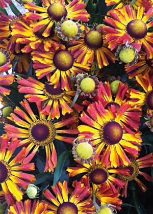 Dzielżan ogrodowy 'Betty' (Helenium ×hybridum hort) pojemnik P11 (doniczka 11X11X12cm); 1 szt., kwiaty dwubarwne, kwiaty wielobarwne