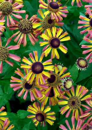 Dzielżan ogrodowy 'Tie Dye' (Helenium ×hybridum hort) sadzonka korzeniowa, kwiaty dwubarwne