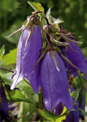 Dzwonek kropkowany 'Purple Sensation' (Campanula punctata) pojemnik P13 (doniczka 13x13x13cm), fioletowe / w odcieniu fioletowym