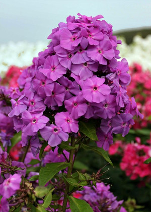 Floks 'Amethyst' (Phlox paniculata) pojemnik P9 (doniczka 9x9x10cm), niebieskie / w odcieniu niebieskim, fioletowe / w odcieniu fioletowym
