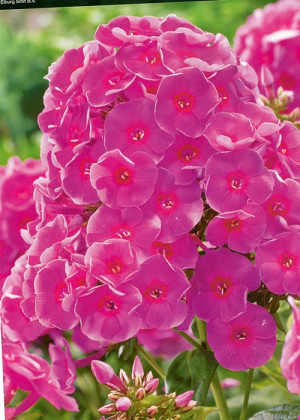 Floks 'Cosmopolitan' (Phlox paniculata) sadzonka korzeniowa, różowe / w odcieniu różowym