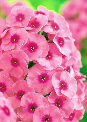 Floks 'Jeff's Pink' (Phlox paniculata) sadzonka korzeniowa, różowe / w odcieniu różowym, kwiaty dwubarwne