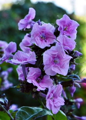 Floks 'Zenobia' (Phlox paniculata) pojemnik P9 (doniczka 9x9x10cm), różowe / w odcieniu różowym